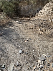 Pituophis catenifer affinis