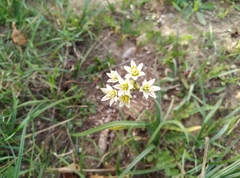 Nothoscordum gracile