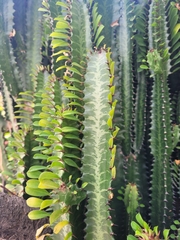 Euphorbia trigona