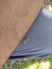 Naupactus