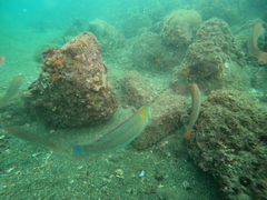 Halichoeres dispilus