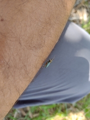 Naupactus