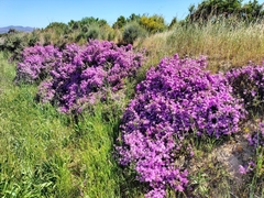 Drosanthemum asperulum