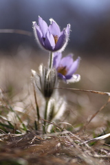 Pulsatilla grandis