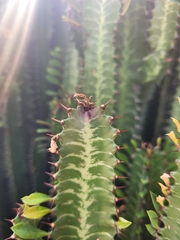 Euphorbia trigona