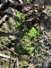 Ricciaceae