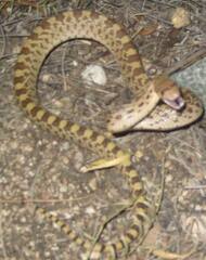 Pituophis catenifer affinis