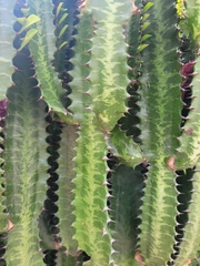 Euphorbia trigona