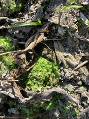 Ricciaceae
