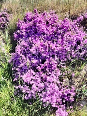 Drosanthemum asperulum