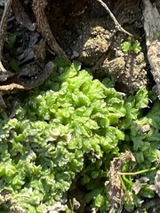 Ricciaceae