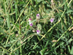 Kickxia lanigera