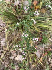 Symphyotrichum lateriflorum