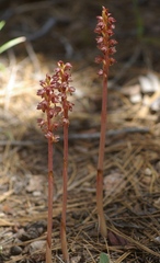 Corallorhiza striata vreelandii