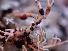 Opegrapha sphaerophoricola