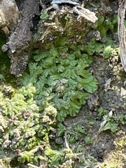 Ricciaceae
