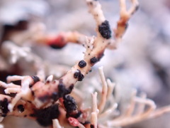 Opegrapha sphaerophoricola