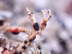 Opegrapha sphaerophoricola