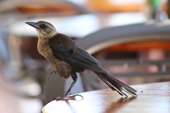 Quiscalus major westoni