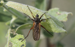 Empis tessellata