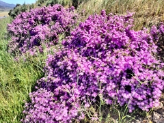 Drosanthemum asperulum