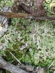 Ricciaceae