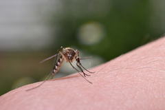 Aedes trivittatus