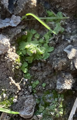 Ricciaceae