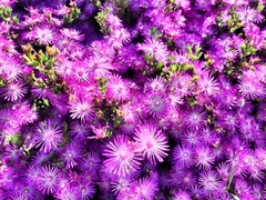 Drosanthemum asperulum