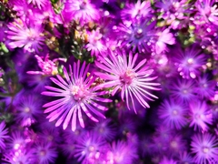 Drosanthemum asperulum