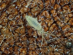 Entomobryidae