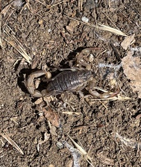 Paruroctonus silvestrii