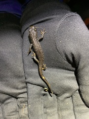 Triturus cristatus