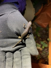 Triturus cristatus