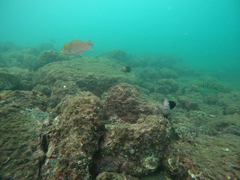 Stegastes acapulcoensis