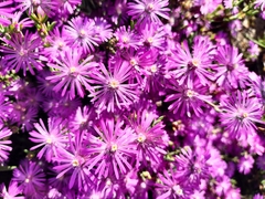 Drosanthemum asperulum