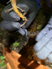 Triturus cristatus