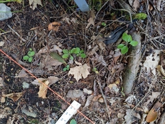 Polygaloides paucifolia