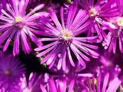 Drosanthemum asperulum