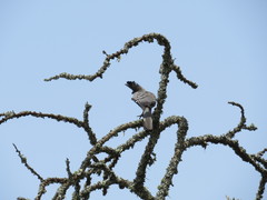 Corythaixoides leucogaster