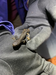 Triturus cristatus