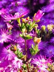 Drosanthemum asperulum