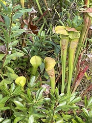 Sarracenia alata