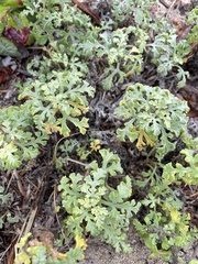 Ambrosia chamissonis