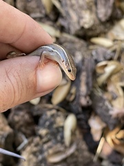 Plestiodon skiltonianus skiltonianus