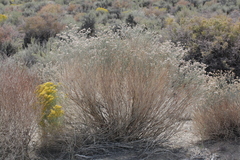 Eriogonum nummulare