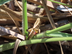 Eyprepocnemis plorans