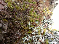 Douinia ovata