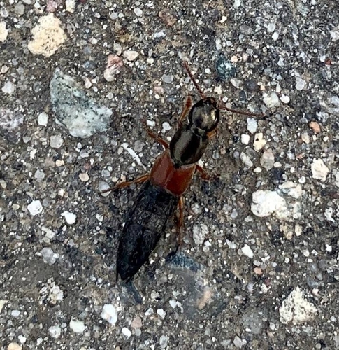 Ocypus fulvipennis