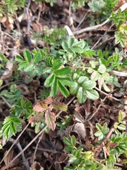 Acaena ovalifolia
